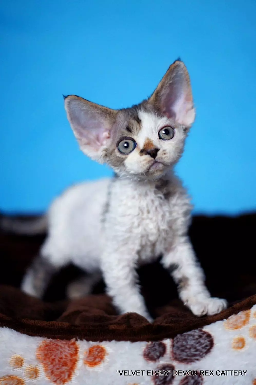 Котенок девон-рекс выпускник питомника