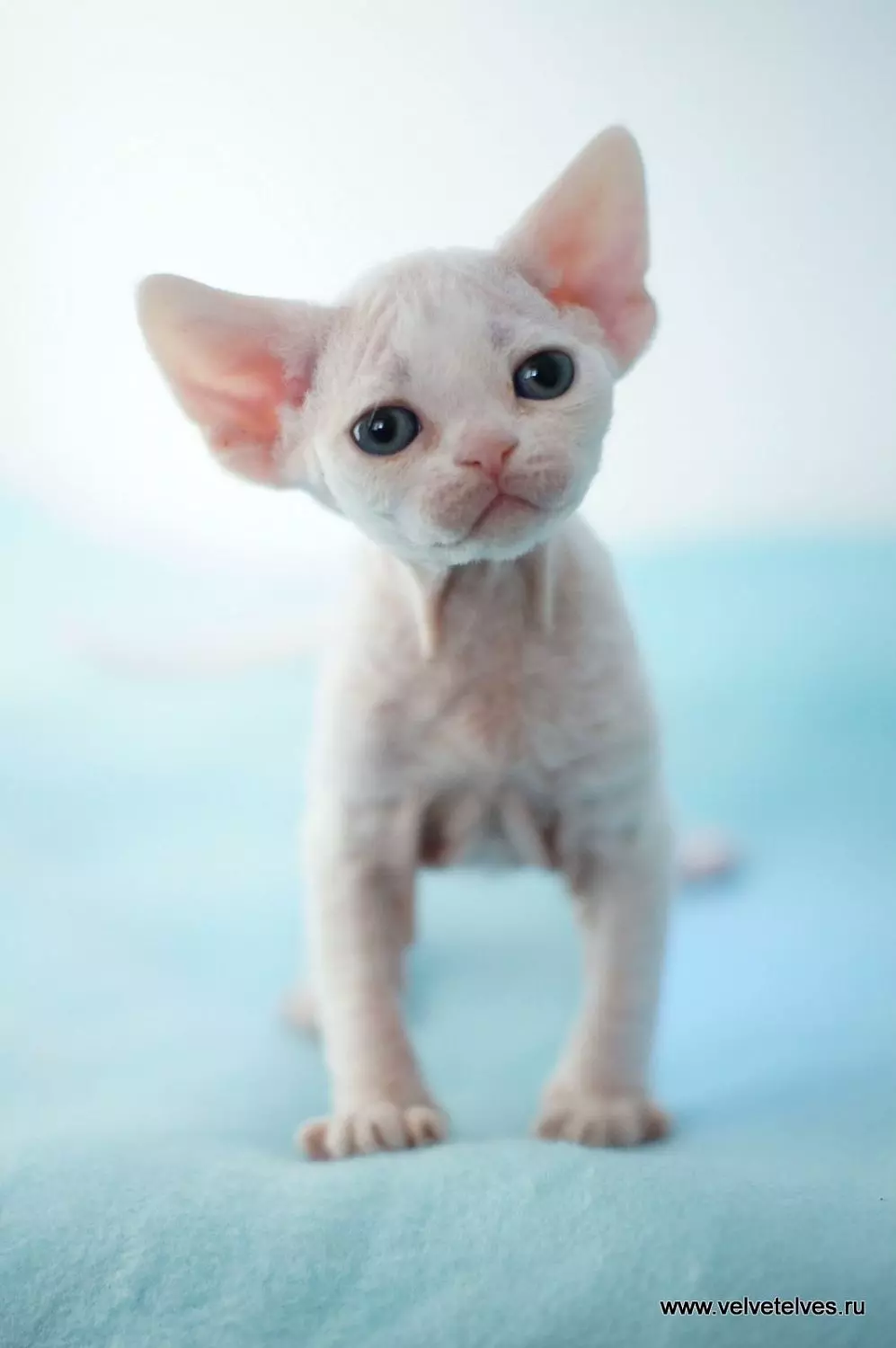 Котенок девон-рекс выпускник питомника
